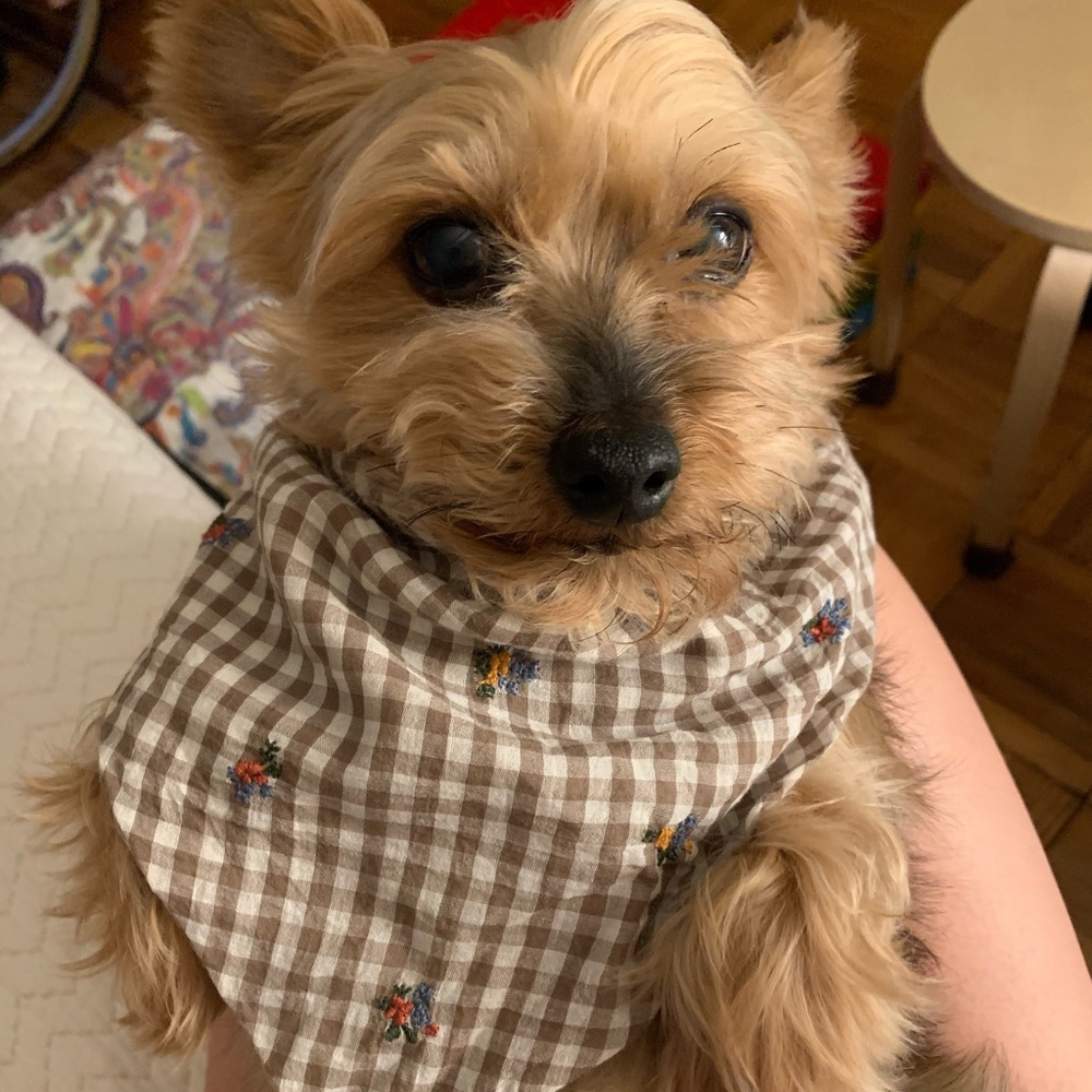 Hi, I’m Gracië! Part time posher & fulltime dog ma - Picture 6 of 6